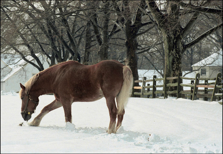 Horse on farm in Montgomery County, Pennsylvania. Linda Johnson Photography, Linda Johnson Photographs.
