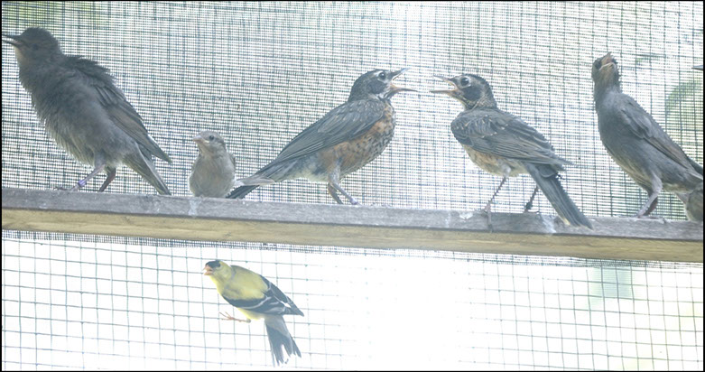 Wild Birds, Schuylkill Center for Wildlife Rehabilitation, Philadelphia, Pennsylvania. Linda Johnson Photography, Linda Johnson Photographs.