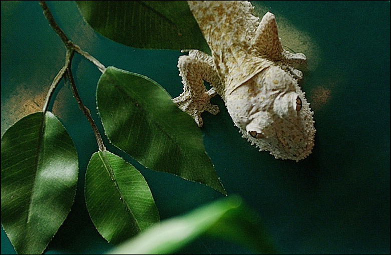 Lizard or Gecco, Clyde Peeling's Reptiland, Union County Pennsylvania. Linda Johnson Photography, Linda Johnson Photographs.