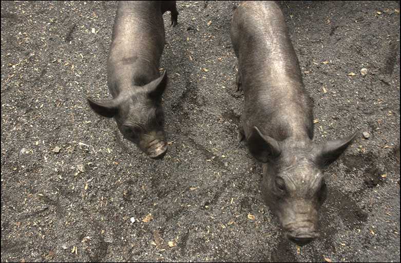 Pigs on a farm in Eastern Pennsylvania. Linda Johnson Photography, Linda Johnson Photographs.