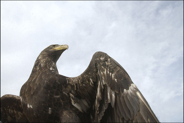 Bald Eagle in Northeastern Pennsylvania. Linda Johnson Photography, Linda Johnson Photographs.
