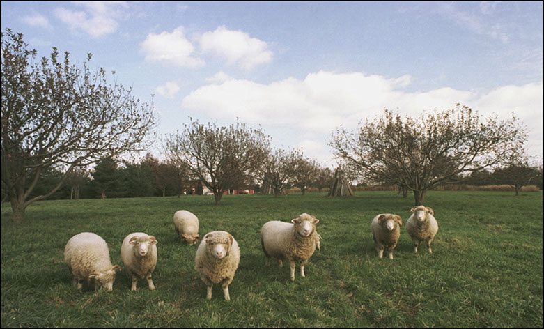 Sheep on Peter Wentz Farmstead, Montgomery County, Pennsylvania. Linda Johnson Photography, Linda Johnson Photographs.