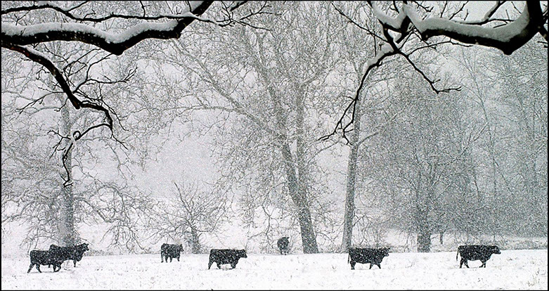 Cows, Montgomery County, Pennsylvania. Linda Johnson Photography, Linda Johnson Photographs.