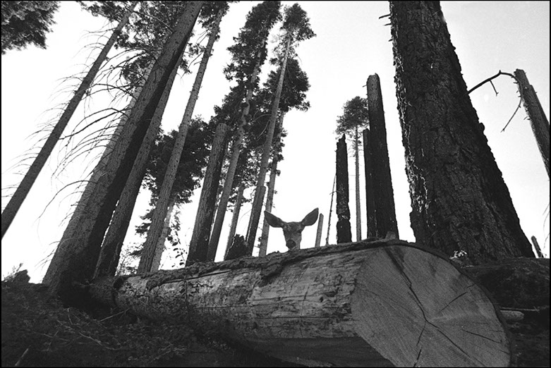 Deer in Yosemite National Park, California. Linda Johnson Photography, Linda Johnson Photographs.