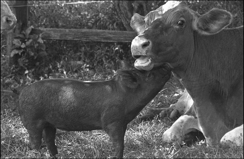 Cow and Pig, True Love, Pennsylvania. Linda Johnson Photography, Linda Johnson Photographs.