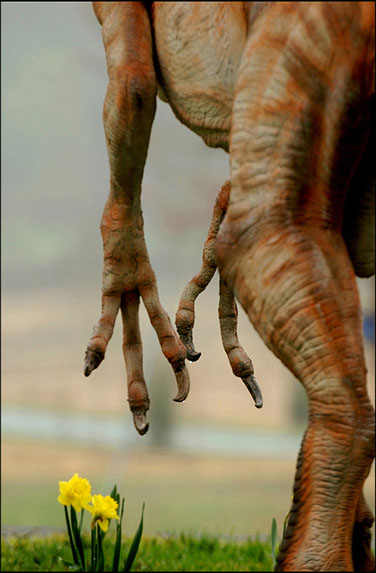 Velociraptor, Pennsylvania. Linda Johnson Photography, Linda Johnson Photographs.